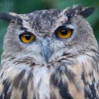 European Eagle Owl